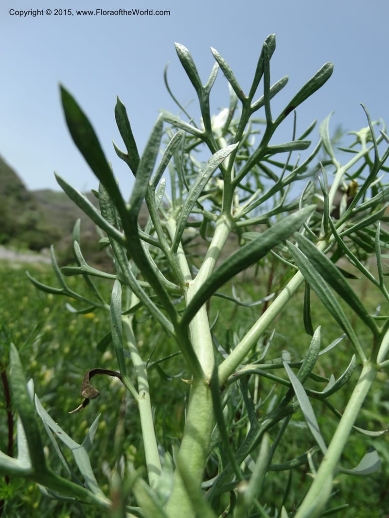 Peganum harmala, Davidson, C 12426--Georgia (Caucasus). Rustavi Village. 5 Jun 2014. DSC07073 (16).JPG