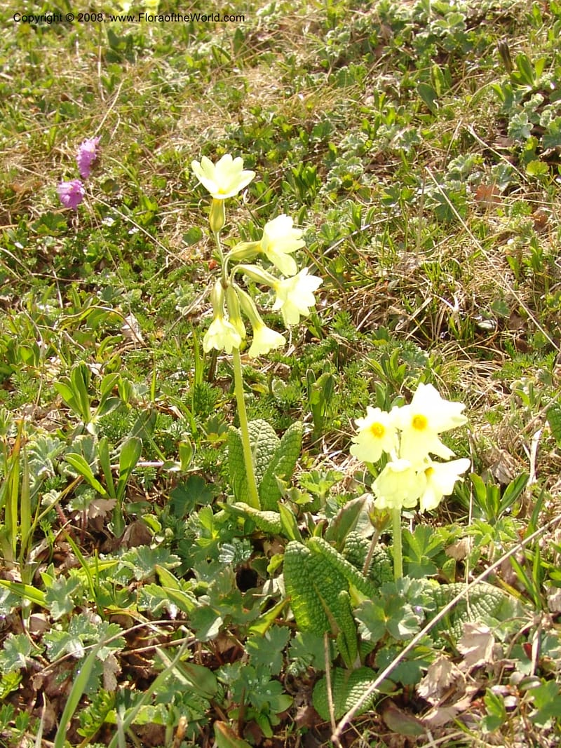 Primula ruprechtii--Georgia. Vic. of Tskhrats'karo Pass. 7 Jun 05. 013.jpg