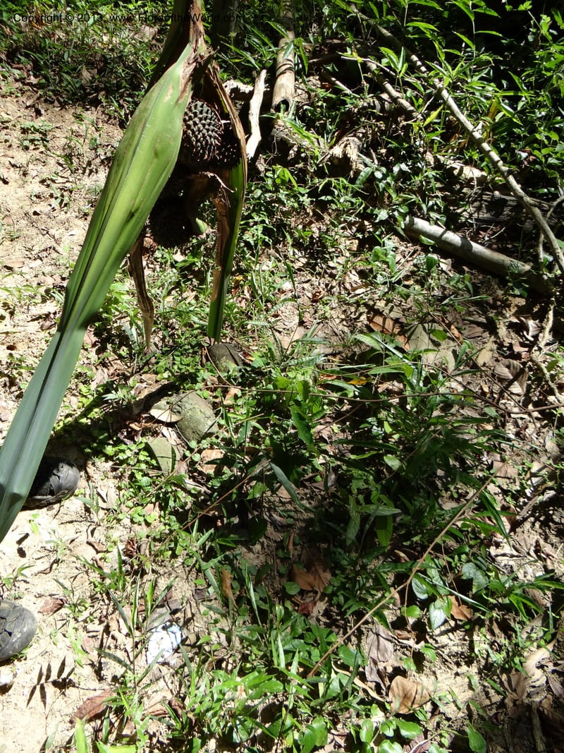 Pandanus unicornutus, Callmander 1050--Thailand. Ranong Prov. Klong Naka Wildlife Sanctuary. 14 Nov 2012. DSC09055 (250).JPG