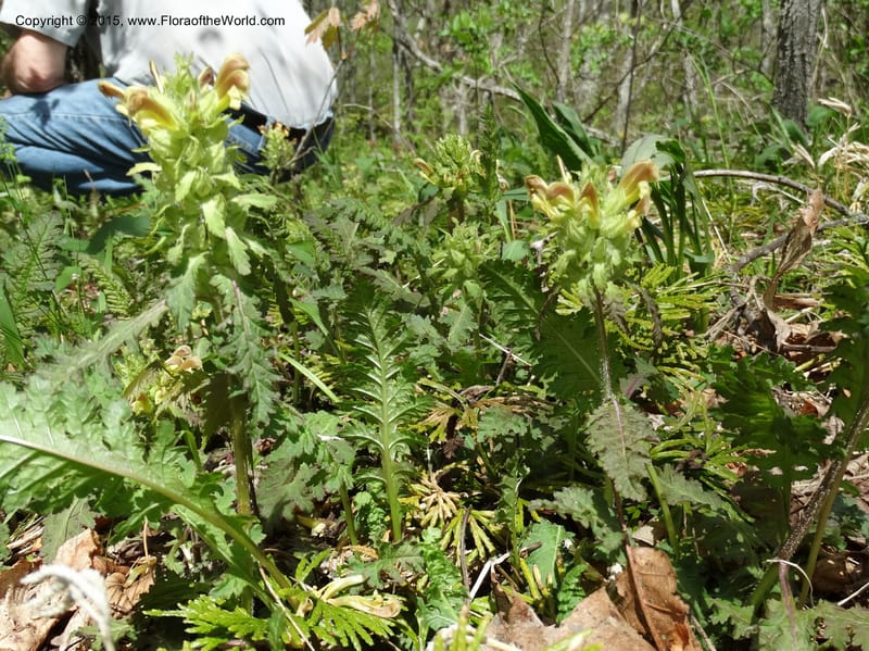 Pedicularis canadensis, Davidson, C 12963--North Carolina. Trans. Co. NC 215 and BRP. 12 May 2015. DSC04292 (43).JPG
