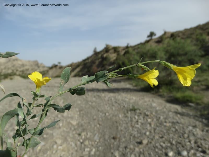 Linum orientale, Davidson, C 12450--Georgia (Caucasus). Kakheti Region. (Kiziki). Toward Vashlovani. 6 Jun 2014. DSC07328 (427).JPG