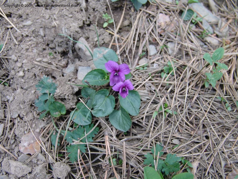 Viola odorata--Georgia. Kazbeki . Trail-road to Sameba Church. 2 Jun 05. 130.jpg