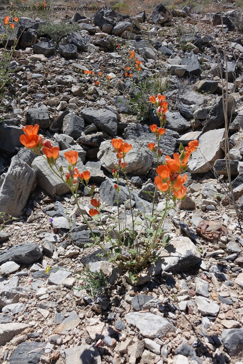 Sphaeralcea ambigua var. rugosa, Davidson, C 13113--California. Inyo Co. N. Death Valley Rd. Stop 1. 18 Apr 2016.  (39).JPG