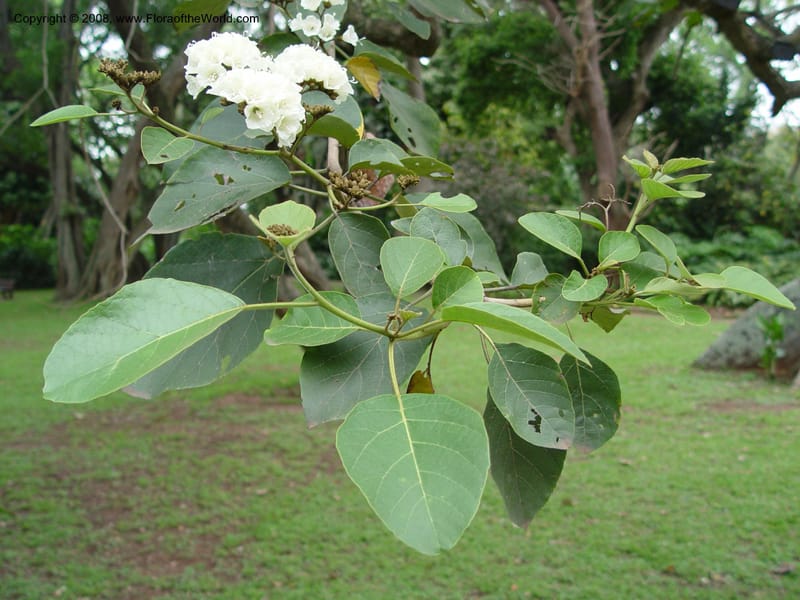 Cordia holstii--So. Africa. Durban Bot. Gard. 3 Oct 03.  079.jpg