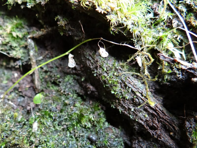 Utricularia, VC 5533--Thailand. Chiang Mai Prov. Doi Pha Hom Pok Nat. Park. 10 Nov 2012. DSC08349 (116).JPG