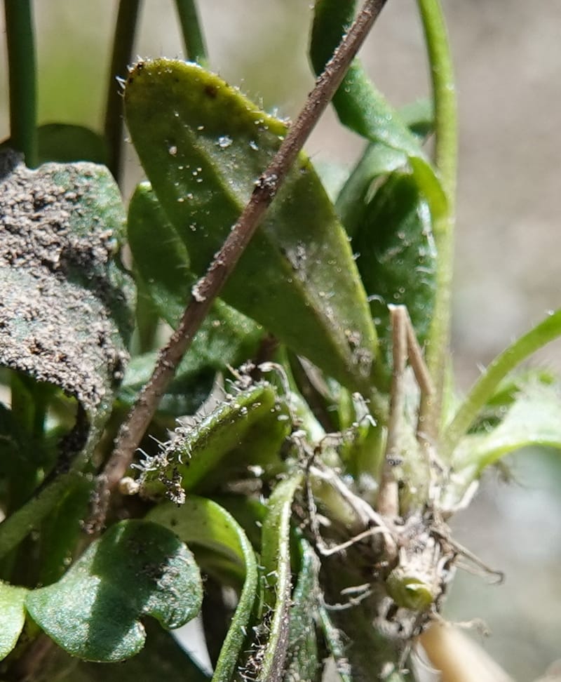 Arabis nuttallii, C. Davidson 14036--ID, Valley Co. Elkl Summit. 18 July 2019. DSC00995 (33).JPG
