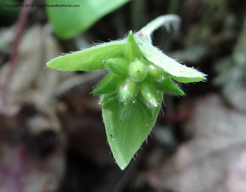 Hepatica, Davidson, C 12982--North Carolina. Clay Co. Perry Gap Rd, Barnard's Cr. 13 May 2015. DSC04860 (28).JPG