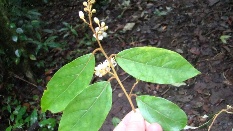 Styrax nicaraguensis,WDS#27263,Nicaragua,Matagalpa,La Selva Negra,16June2008 144.jpg