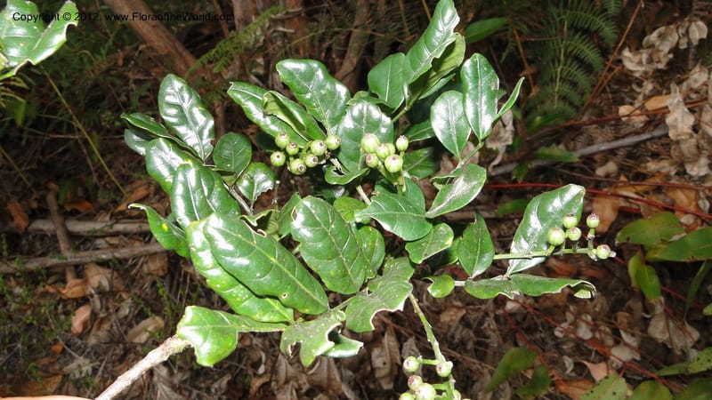 Polyscias, N. Manjato 196--Madagascar. E of Ambositra toward Antoetra. 2 May 2010 440 (1).jpg