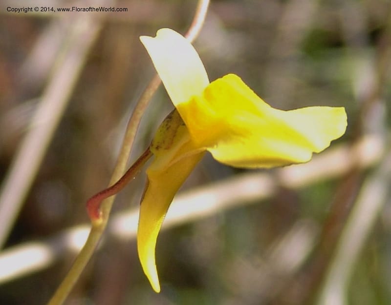 Utricularia prehensilis--So.Africa. E. Cape. Umtamvuna Nat. Res. 11 Mch 05. 266a.jpg