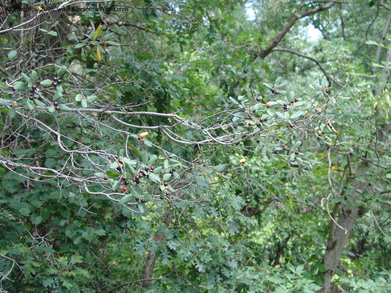Rhamnus californica--AZ. Coconino Co. Oak Cr. Canyon. 4 Sep 04. 027.jpg