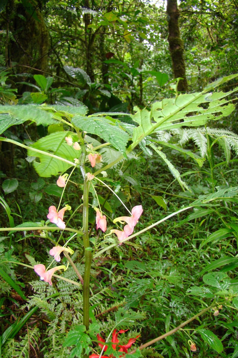 Impatiens austrotanzanica, WKindeketa2975--Tanz. Rungwe Distr. Rungwe For. Res. 24 Jan 08. 059.jpg