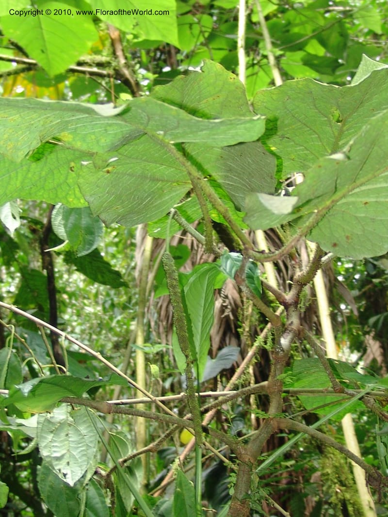 Piper, Croat 96057--Ecuador. Edo. Los Rios. Cerro Samama, SW of Pita. 18 Mar 06. 301 (9).jpg