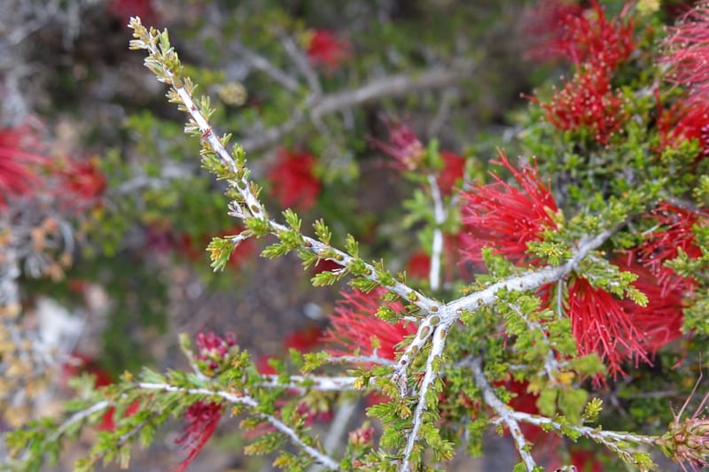 Beaufortia cyrtodonta, Davidson, C 13522--Australia. W.A. Red Gum Pass Rd., odom 31. 30 Oct 2016. DSC07055 (16).JPG