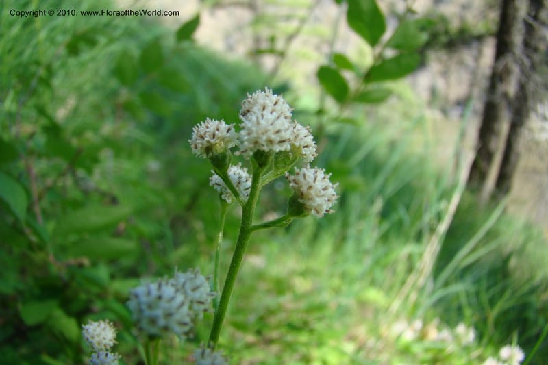 Antennaria racemosa, C. Davidson 11373--Idaho. Idaho Co. Salmon River. Polly Bemis Ranch. 27 May 2009. 072.jpg