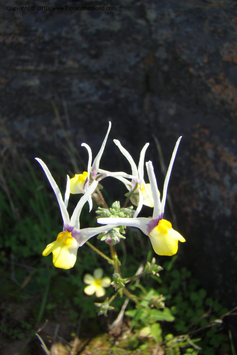 Nemesia cheiranthus, C. Davidson 11523--South Africa. Northern Cape. Papkuilsfontein. 25 Aug 09. 275 (3).jpg