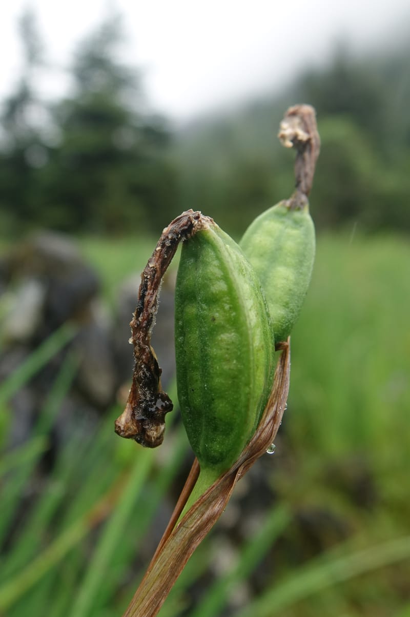 Iris bulleyana, D. Boufford 43982--China. Yunnan. Tianbao Shan. 10 Aug 2017.  (240).JPG