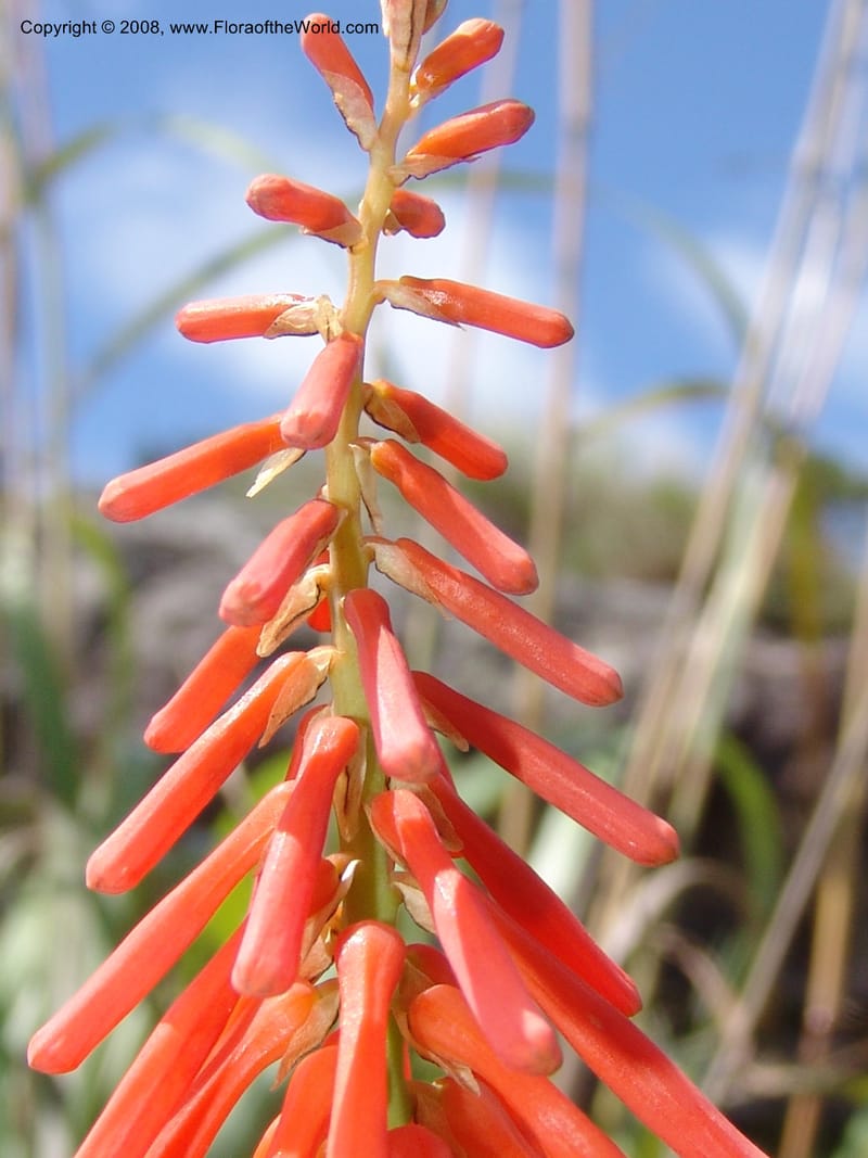 Kniphofia triangularis cf--So.Africa. E. Cape. Umtamvuna Nat. Res. 11 Mch 05. 123.jpg