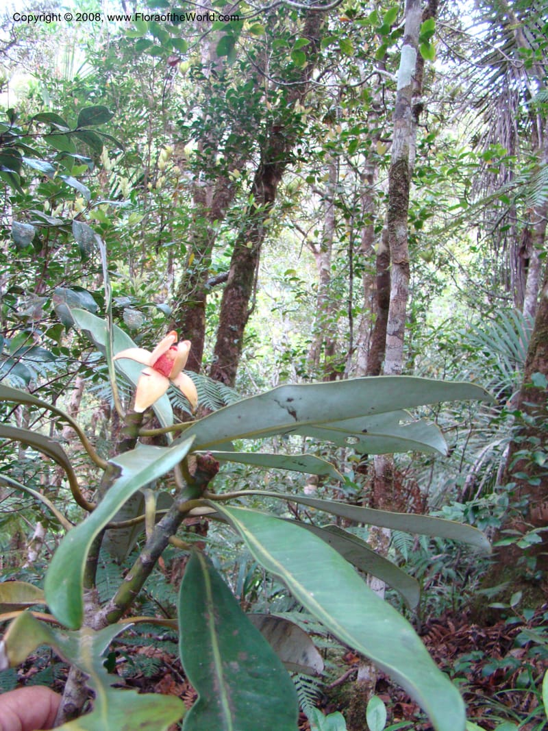 Zygogynum, JMunzinger4845--New Caledonia. Plateau de Dogny. 19 Nov 07. 183.jpg