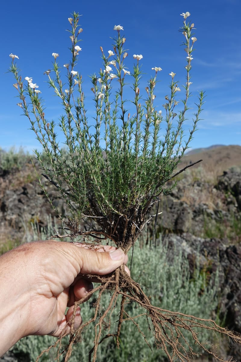 Leptodactylon pungens, C. Davidson 13670--ID. Hwy 20 W of Arco. Open basalt flow. 18 Jun 2017. DSC02519 (126).JPG