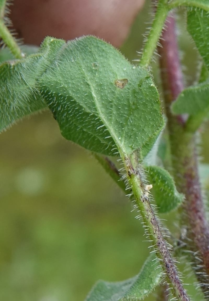 Codonopsis, C. Davidson 13788--China. Sichuan. Daocheng Xian. 14 Aug 2017. DSC05676 (101).JPG