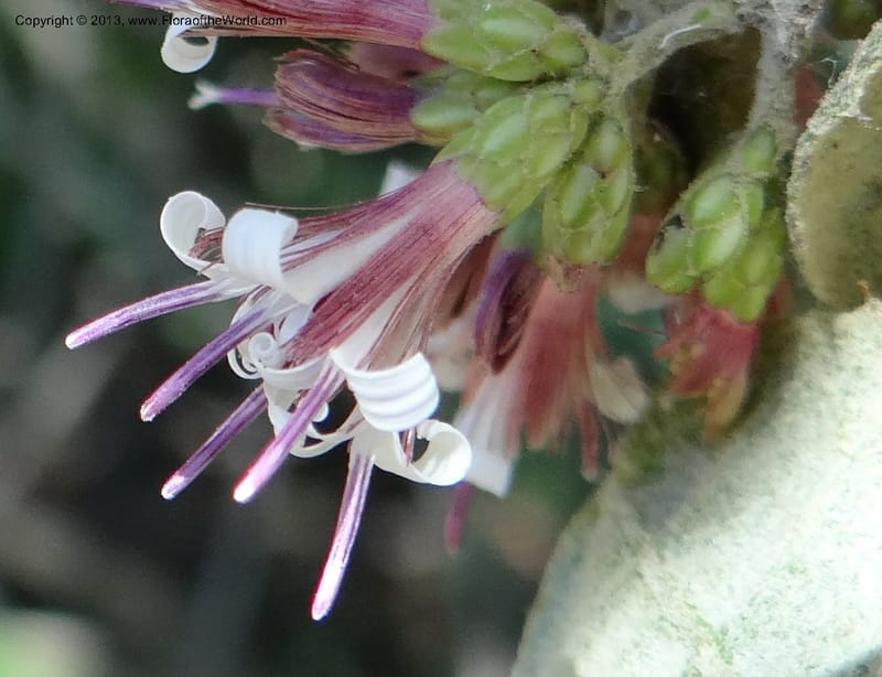 Proustia pyrifolia, WDS 34170--Chile. E of San Clemente. 21 Feb 2013. DSC02256 (113).JPG