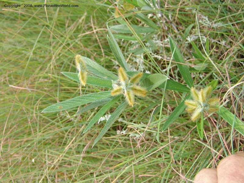 Eriosema--So.Africa. KZN. Midl. Meand. Granny Mouse. 13 Mch 05. 202.jpg