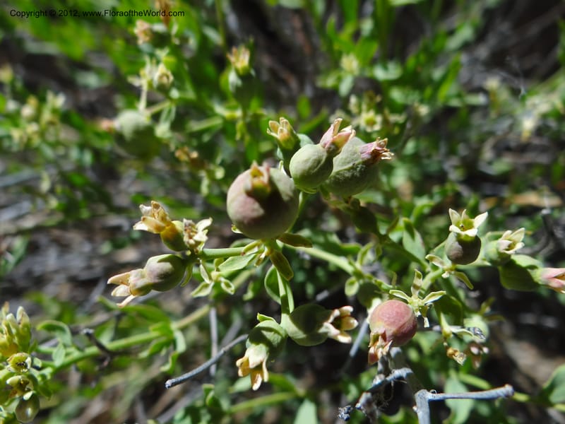 Comandra umbellata, Davidson, C 11942--AZ. Yavapai Co. Crown King Rd. 7 May 2012. DSC0894 1 (98).JPG