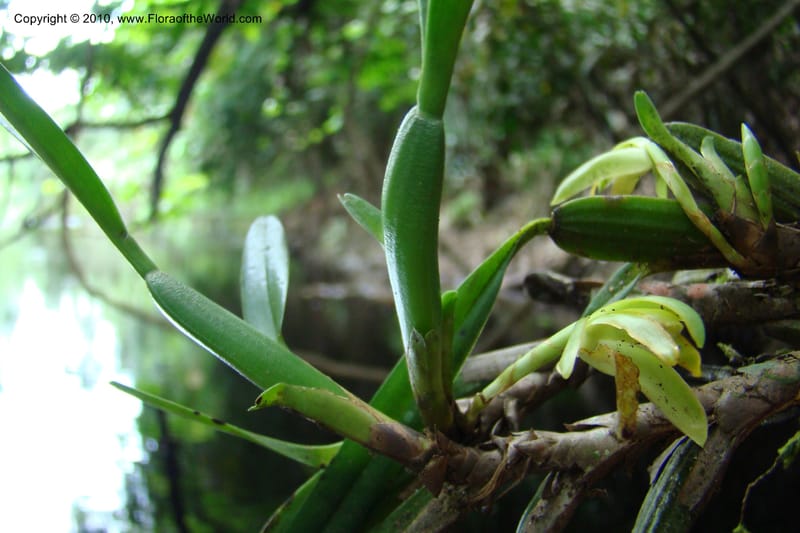 Maxillaria, R. Vasquez 35010--Peru. Loreto. Dto.Parinari. Qbda Parinari. R.Samiria. 17 Nov 08. 371.jpg