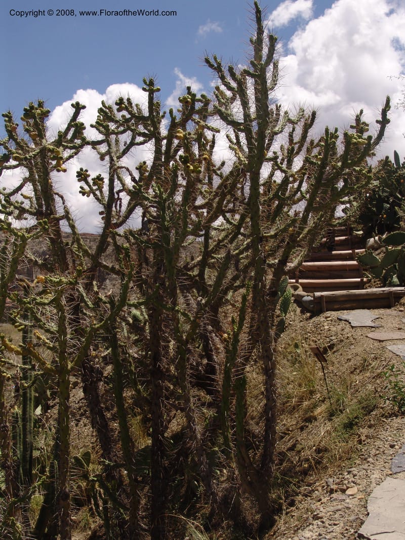 Opuntia subulata--Bolivia. La Paz. Jardin Botanico La Paz. 3 Dec 04. 141.jpg