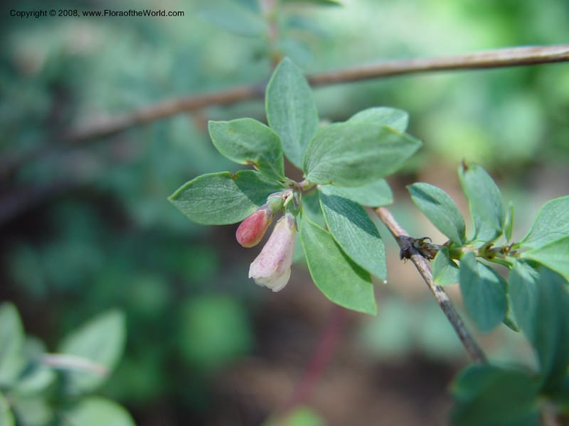 Symphoricarpos rotundifolius var. parishii--AZ. Arb. at Flagstaff. 5 Jun 03. 066.jpg