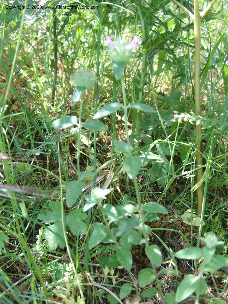 Clinopodium vulgare ssp orientale--Crete. Ep. Kisamos. Sirikari Gorge. 25 May 05. 113.jpg