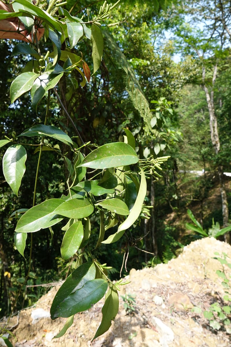 Gnetum catasphaericum, D. Boufford 44101--China. Yunnan. Lao jun Shan. 30 Apr 2018. DSC00424 (576).JPG