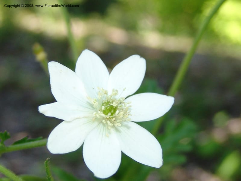 Anemone rivularis, 2001, 023--CA. Quarryhill Bot. Garden, Glen Ellen. 1 Jun 07. 177.jpg