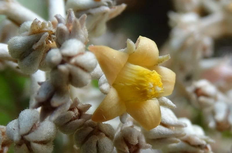 Argophyllum, Lowry, P 7423--New Caledonia. PinPin. 20 Nov 2015. DSC03938 (51).JPG