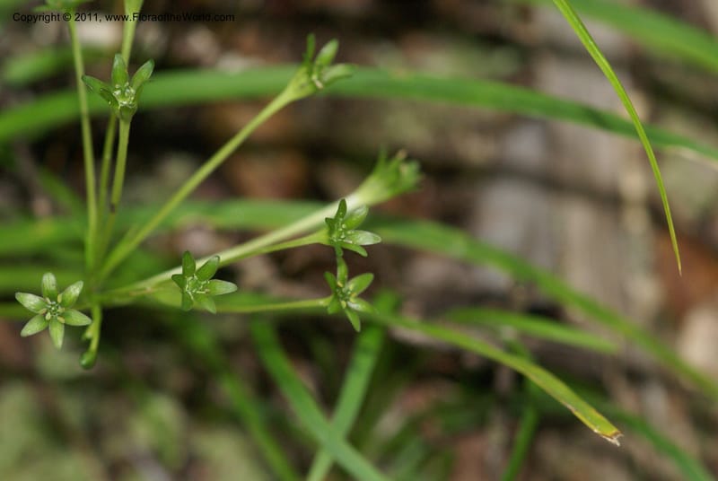 Campynemanthe, Munzinger, J 4843--New Caledonia, Dogny, 19 Nov 2007,  063 (20).JPG