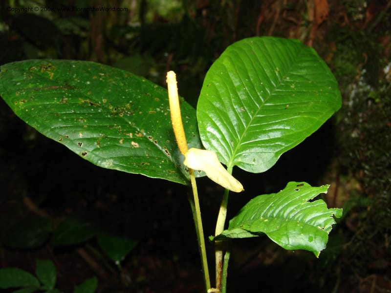 Anthurium amoenum, Croat93532--Ecuador. Prov. Napo. E of D. de Pineda. 17 Aug 04. 019.jpg