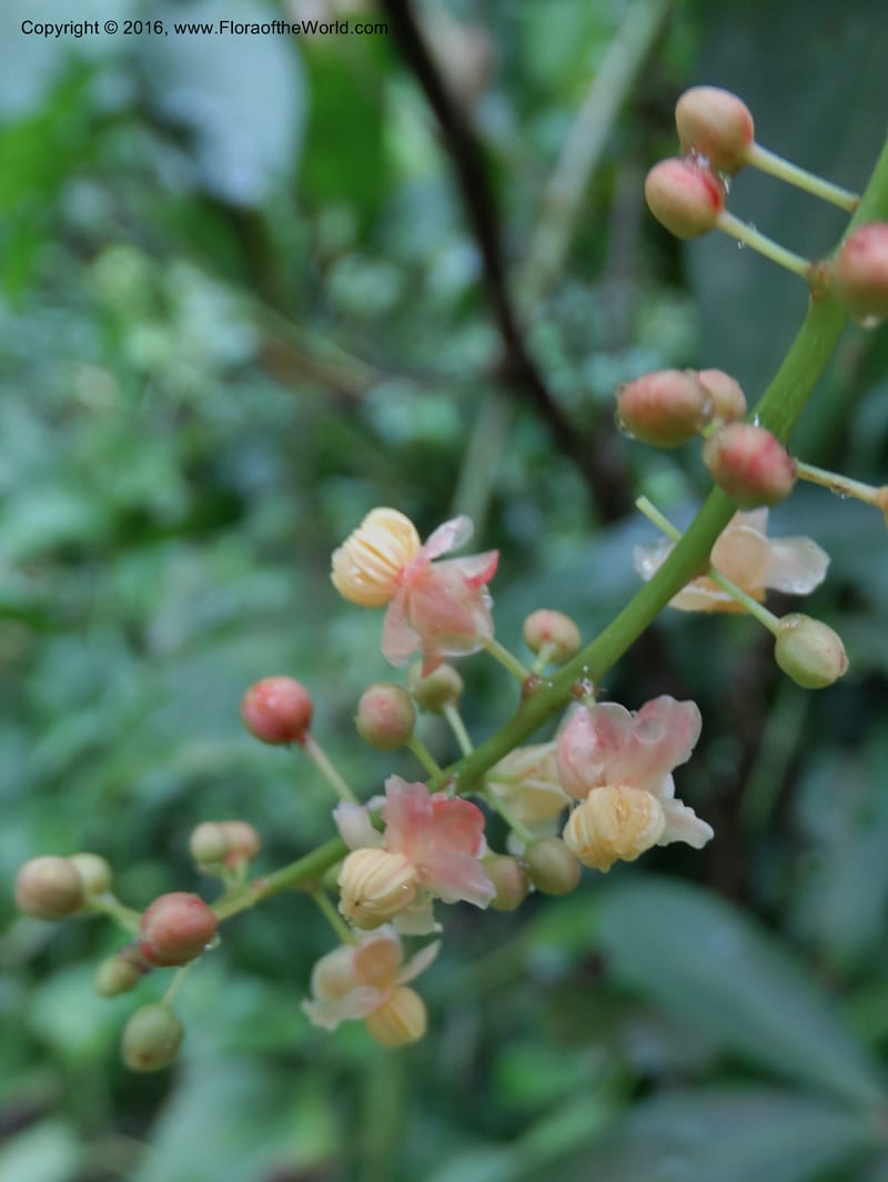 Lepisanthes fruticosa, Buerki, S 361--Sabah. Ulu Senagang. 9 Oct 2014. DSC03434 (29).JPG