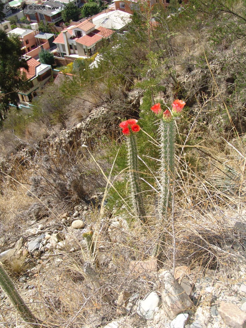 Corryocactus melanotrichus--Bolivia. La Paz. Send. Aguila. 4 Dec 04. 015.jpg