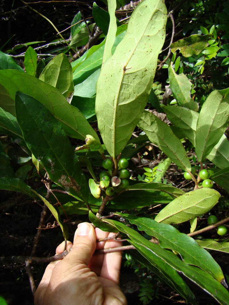 Ficus, JMunzinger4751--New Caledonia. Mandjelia. 13 Nov 07. 168.jpg