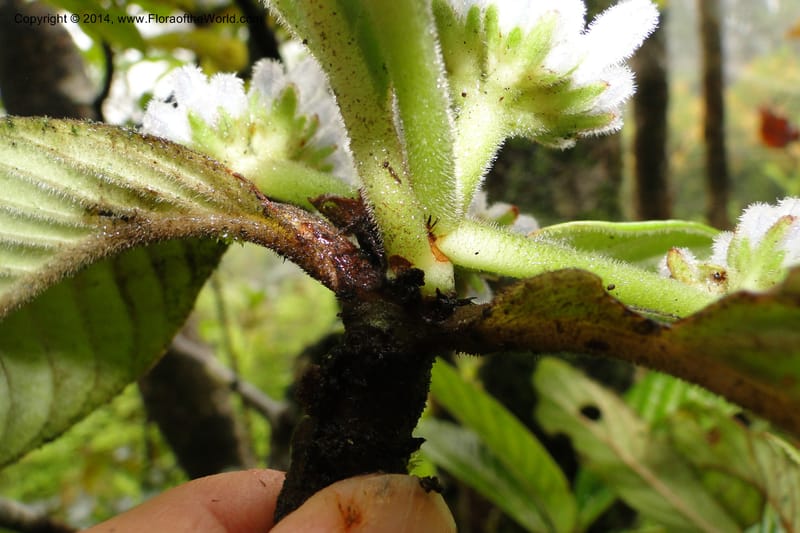 Psychotria, J. Munzinger 6525--New Caledonia. Tchamba River Valley. 15 Feb 2011. 129 (7).jpg