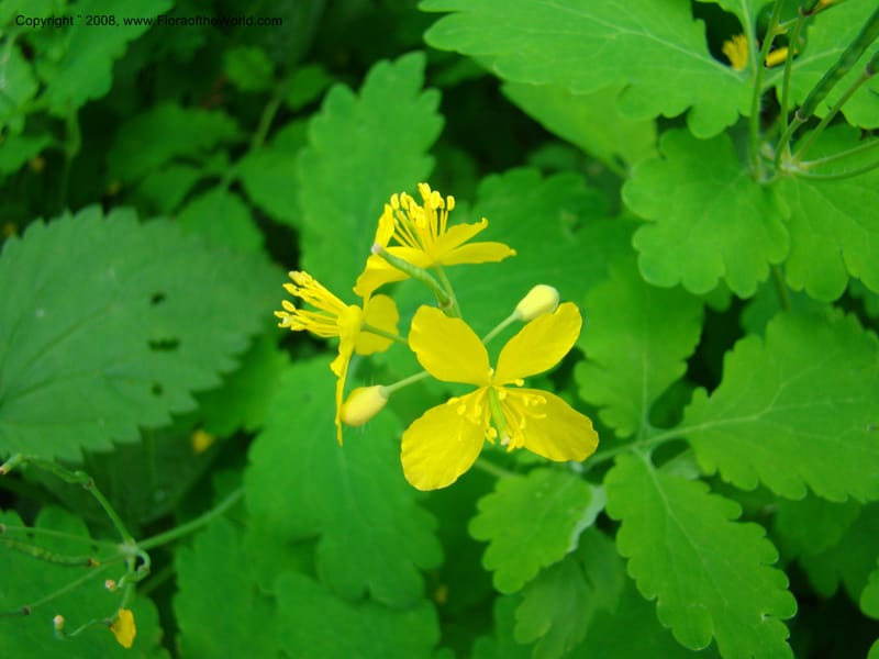 Slovenia. 3 km S of Kozina. 17 May 08. 209.jpg