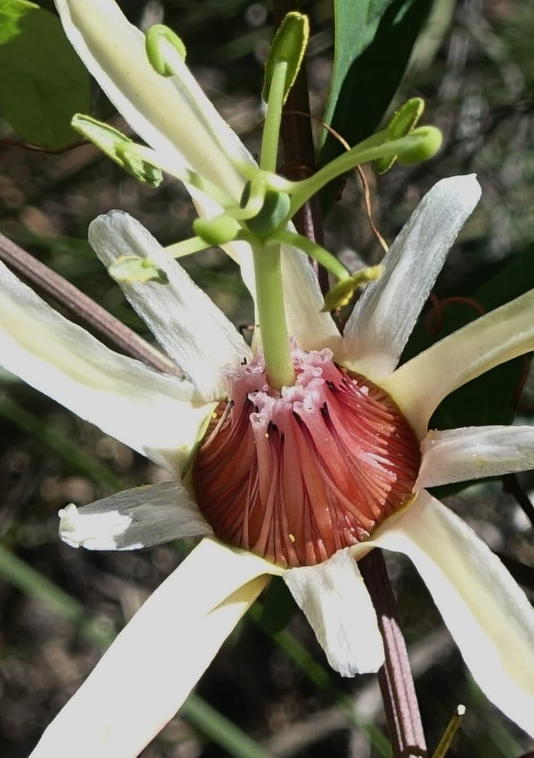Passiflora aurantia, Davidson, C 13330--Australia. Qld. Jacob's Well. 16 Oct 2016. DSC02498 (87).JPG