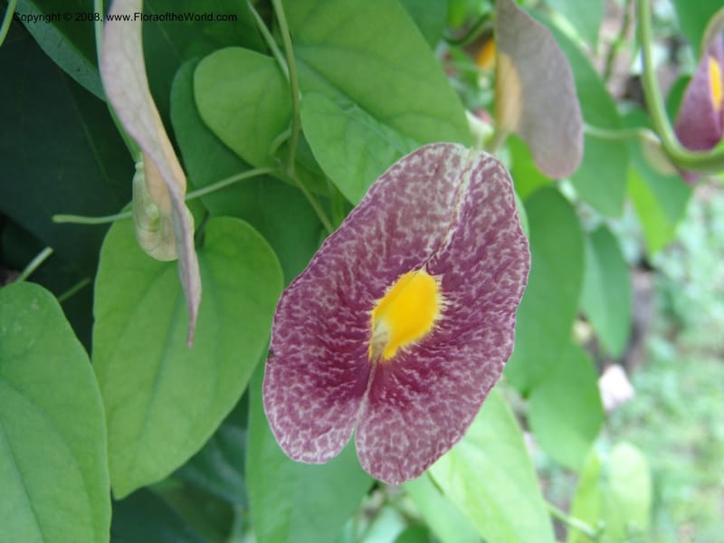 Aristolochia--Cameroon. Limbe Botanic Garden. 12 Oct 04. 121.jpg