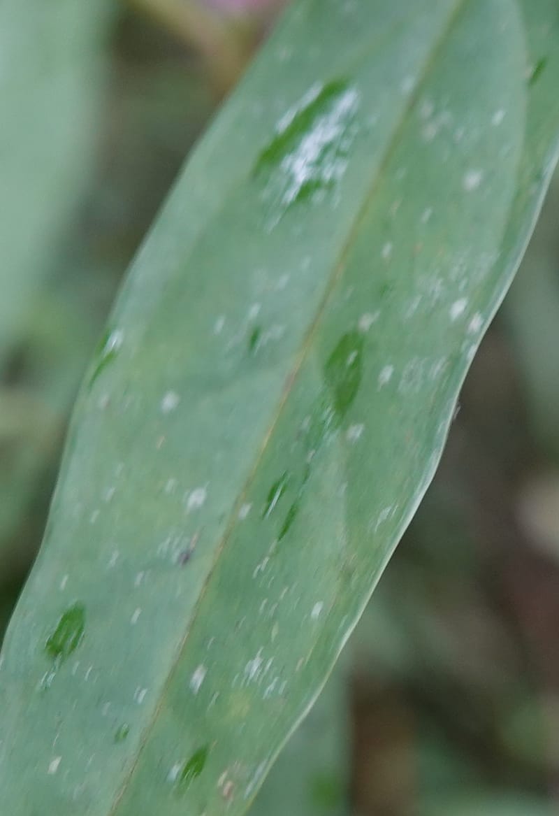 Polygala karensium, D. Boufford 44124--China. Yunnan. Da Wei Shan. 2 May 2018. DSC01093 (28).JPG