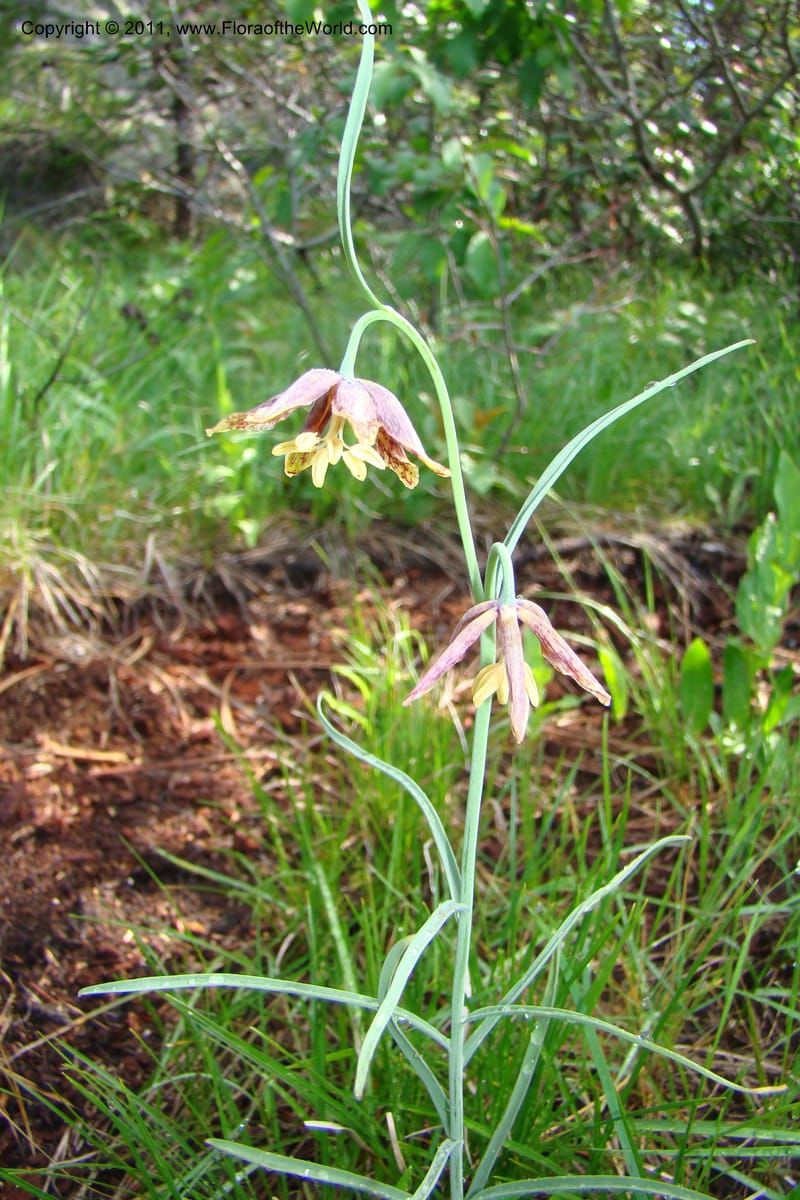 Fritillaria atropurpurea, C. Davidson 11437--Idaho. Valley Co. Payette Lake. Sylvan Beach. 7 June 2009. 018.jpg