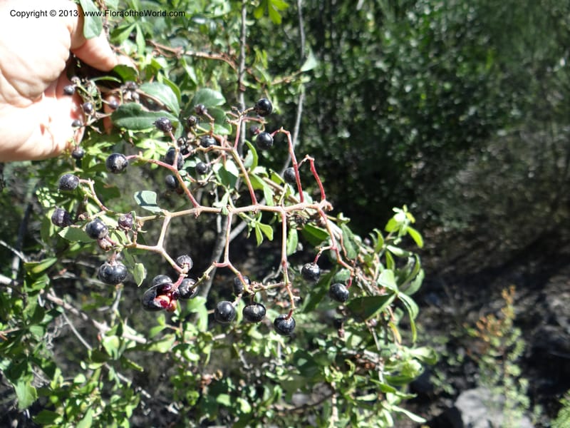 Cissus striata, WDS 34100--Chile. Rd to El Abanico. Pte. Polcura odom 16.6. 17 Feb 2013. DSC01401 (234).JPG