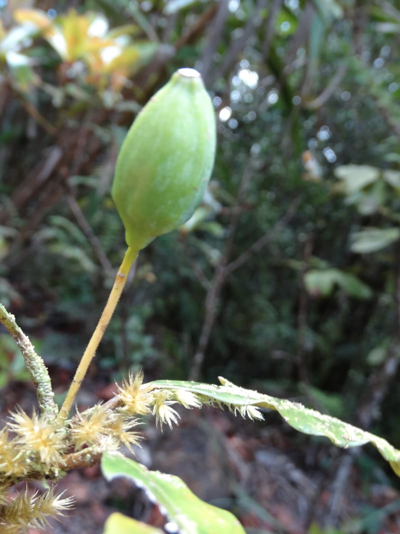 Cryptocarya phyllostemon, Munzinger, J 7408--New Caledonia. Mont Dzumac. 12 Nov 2015. DSC01563 (244).JPG