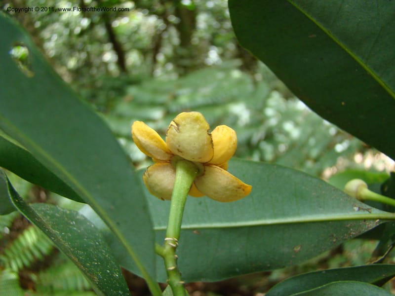 Zygogynum,  Munzinger, J 4868--New Caledonia, Dogny, 19 Nov 2007, 280 (8).jpg