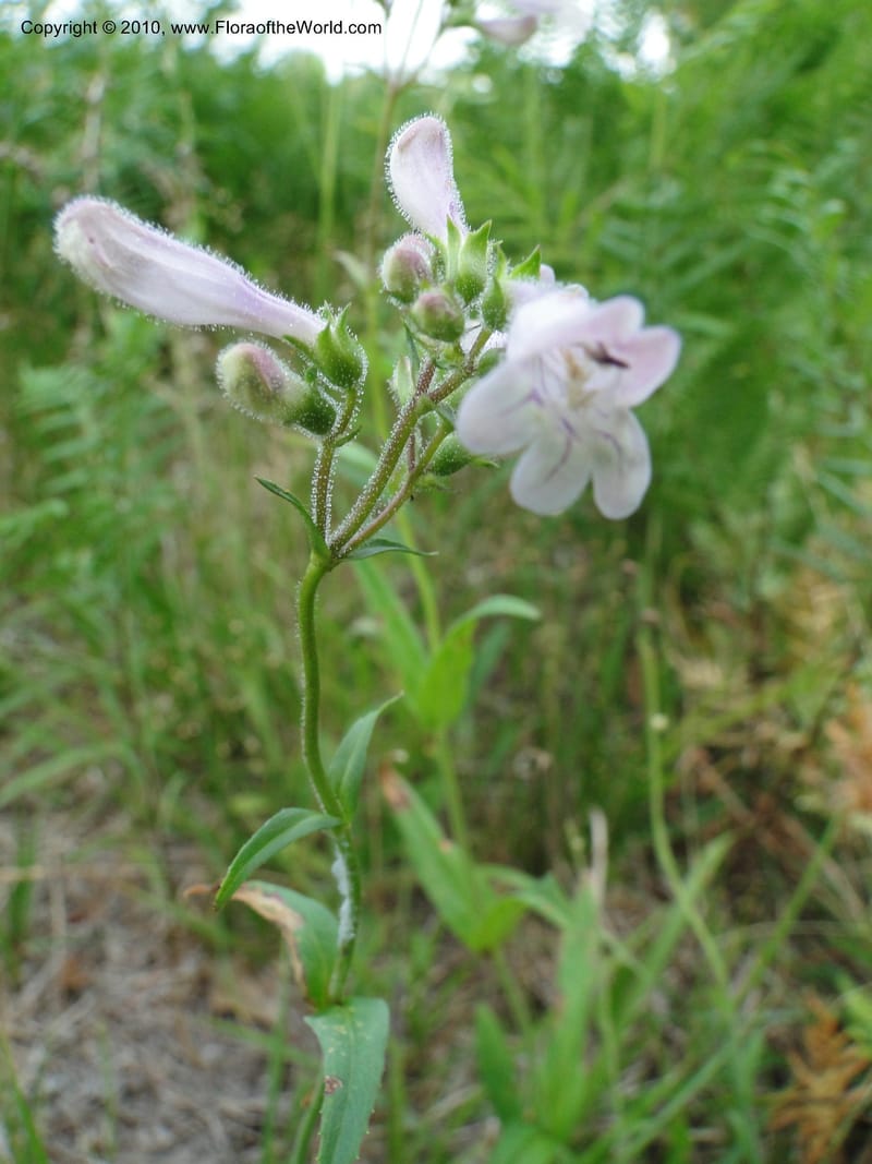 Penstemon laevigatus, Mori, S 27407, USA, North Carolina, Pender Co., Hwy 117, 3.9 miles N of Burgaw, 21 May 201 (1).JPG